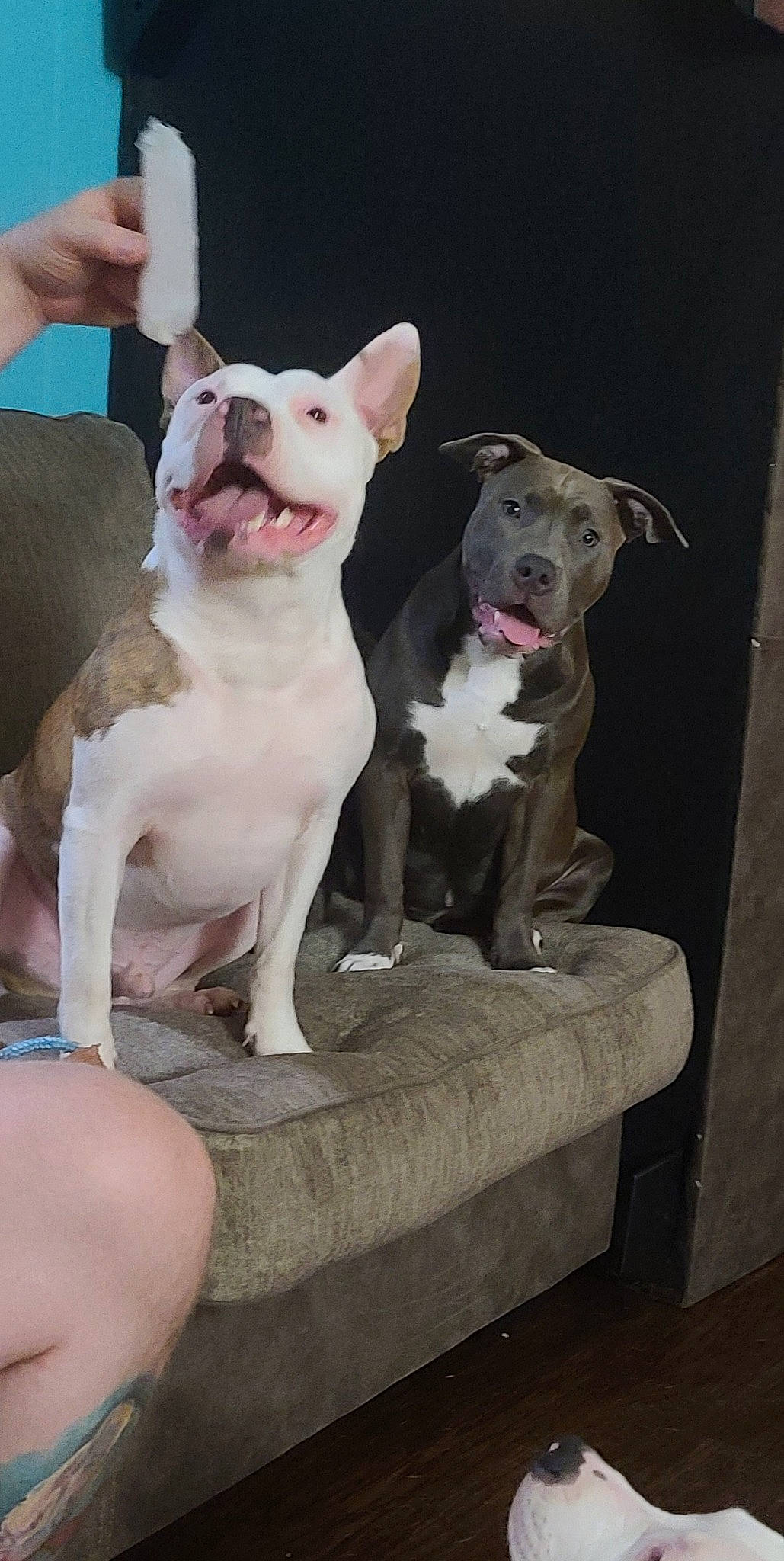 Bane joined the competition — help win amazing prizes! ancient_dog_breeds, bull_and_terrier, bull_terrier, bull_terrier_miniature, canidae, carnivore, collar, comfort, companion_dog, cordoba_fighting_dog, dog, dog_breed, dogo_guatemalteco, fawn, non_sporting_group, old_english_terrier, snout, sporting_group, terrestrial_animal, working_animal