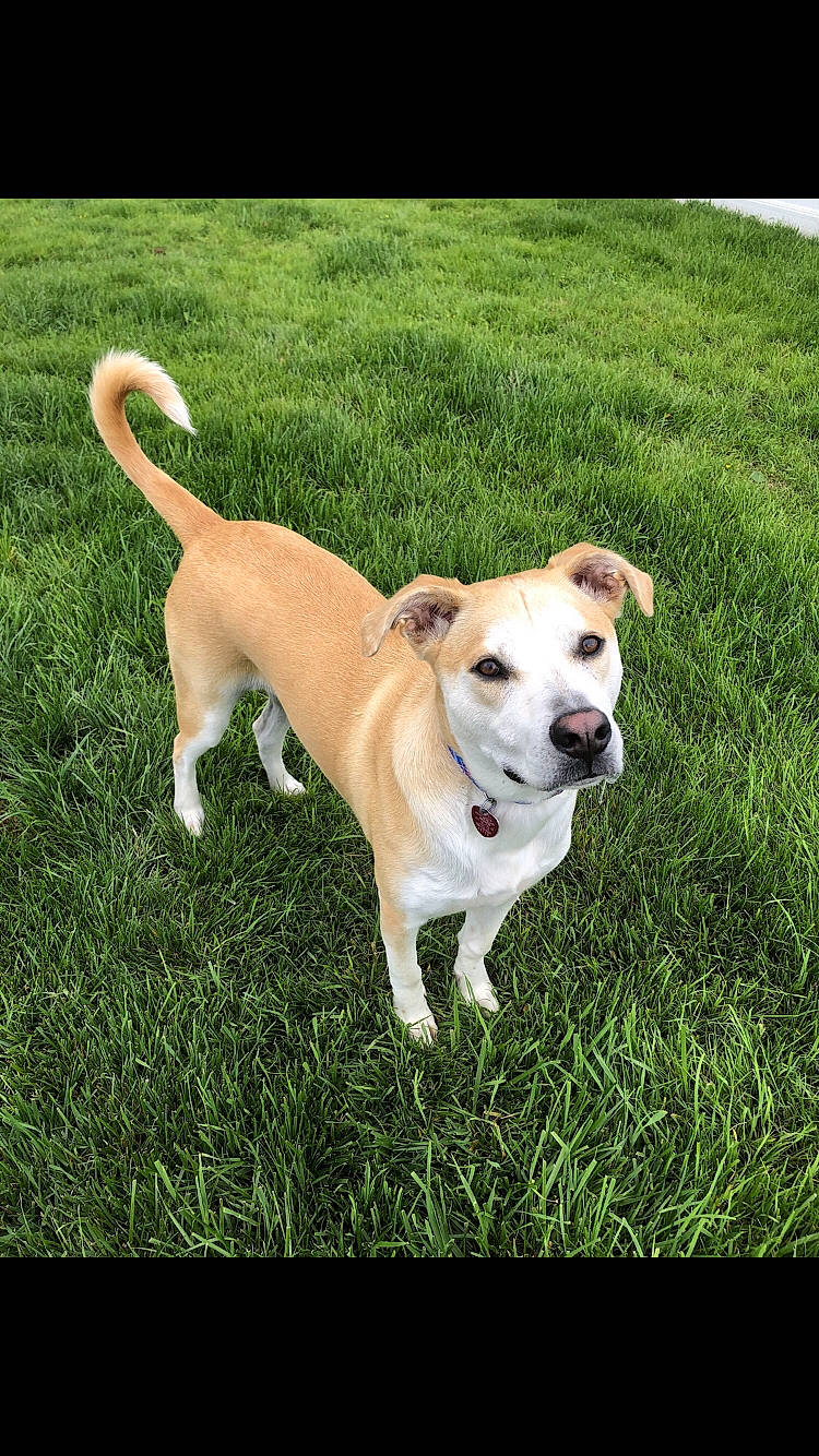 Bevo joined the competition — help win amazing prizes! ancient_dog_breeds, canidae, carnivore, collar, companion_dog, dog, dog_breed, dog_collar, dog_supply, fawn, grass, non_sporting_group, paw, pet_supply, plant, sporting_group, tail, terrier, working_animal