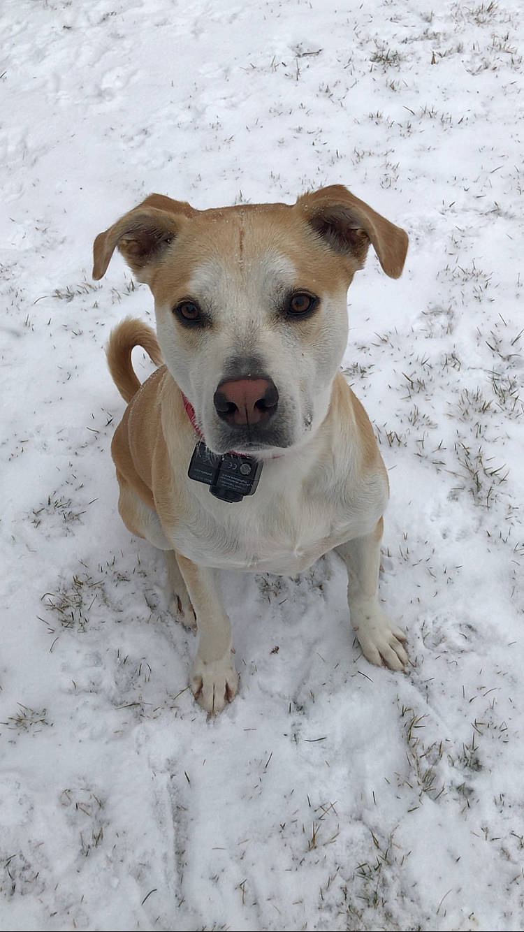 Bevo is registered to the contest to win money with this photo: ancient_dog_breeds, canidae, carnivore, collar, companion_dog, dog, dog_breed, dog_collar, fawn, freezing, non_sporting_group, pet_supply, snout, snow, sporting_group, tail, terrier, whiskers, winter, working_animal