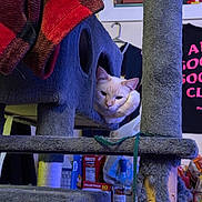 Blizzard joined the competition — help win amazing prizes! cat, cat_face, cat_tree, scratching_post, pet, indoor, blanket, fur, resting, portrait, shelf, snacks, cheezit_box, bottle, clothing, hanger, cozy, eyes, paws, furniture