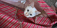 Blizzard joined the competition — help win amazing prizes! cat, kitten, tote_bag, striped_bag, carpet, indoor, pet, peeking, curious, ears, eyes, head, fabric, pattern, cozy, home, playful, floor, cute, bag