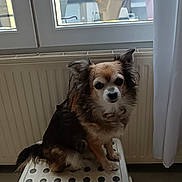 Elsa participe au concours pour gagner de l'argent avec cette photo : dog, small_dog, indoor, plastic_stool, window, radiator, curious, fur, pet, brown_fur, black_fur, white_fur, sitting, calm, houseplant_pot, curtain, floor, light, portrait, animal