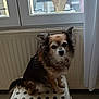 animal, black_fur, brown_fur, calm, curious, curtain, dog, floor, fur, houseplant_pot, indoor, light, pet, plastic_stool, portrait, radiator, sitting, small_dog, white_fur, window