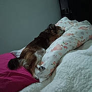 Elsa Zelizniak participe au concours pour gagner de l'argent avec cette photo : dog, bed, pillow, blanket, sleeping, indoor, resting, fur, cozy, home, comfort, animal, pet, brown, white, pink, pattern, soft, relaxation, quiet