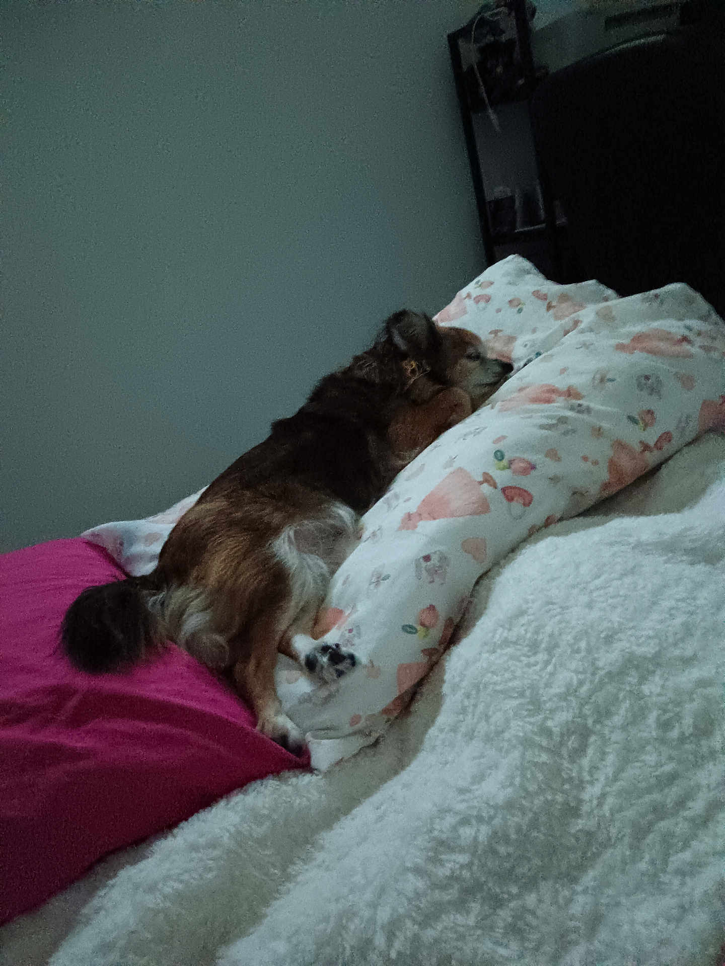 Elsa Zelizniak participe au concours pour gagner de l'argent avec cette photo : dog, bed, pillow, blanket, sleeping, indoor, resting, fur, cozy, home, comfort, animal, pet, brown, white, pink, pattern, soft, relaxation, quiet