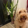 dog, fluffy, curly_fur, indoor, vase, flowers, white_flowers, pink_flowers, wooden_floor, smiling_dog, pet, canine, happy, sitting, window, glass, plant, decor, leash, corner