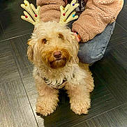 Rosie-Buttercup is registered to the contest to win money with this photo: dog, pet, reindeer_ears, festive, costume, golden_color, fluffy, curly_fur, indoor, tile_floor, person, jacket, jeans, kneeling, cute, holiday, decorative_ears, animal, companion, adorable