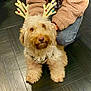 dog, pet, reindeer_ears, festive, costume, golden_color, fluffy, curly_fur, indoor, tile_floor, person, jacket, jeans, kneeling, cute, holiday, decorative_ears, animal, companion, adorable
