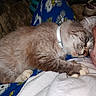 cat, pet, animal, snuggling, lap, pajamas, blue_pajamas, snoopy, collar, indoor, wooden_floor, relaxed, cozy, fur, white_collar, paw, hand, person, resting, cute