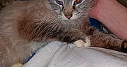 Willow is registered to the contest to win money with this photo: animal, blue_eyes, cat, clothing, comfort, cozy, cute, domestic_animal, fur, furry, hand, human, indoor, lap, pajama_pants, person, pet, relaxing, resting, whiskers