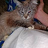 Willow is registered to the contest to win money with this photo: cat, animal, pet, furry, blue_eyes, lap, pajama_pants, hand, indoor, cozy, comfort, whiskers, fur, relaxing, person, human, clothing, resting, domestic_animal, cute