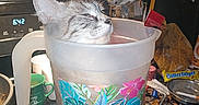 Willow is registered to the contest to win money with this photo: