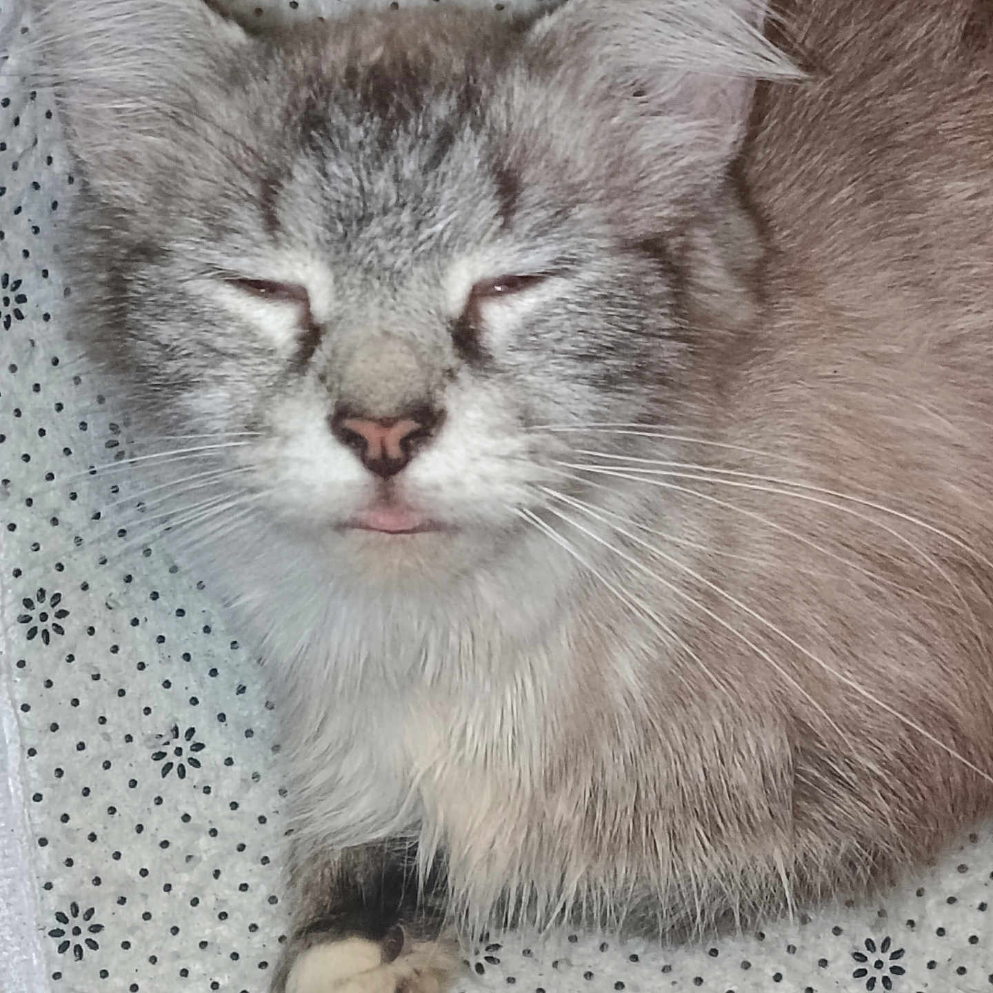 Willow is registered to the contest to win money with this photo: cat, sleepy, fluffy, pet, animal, whiskers, paw, fur, closeup, resting, domestic_cat, cute, mammal, indoor, relaxed, face, nose, ears, patterned_fabric, soft