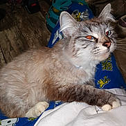 Willow joined the competition — help win amazing prizes! cat, animal, pet, fur, lap, pajamas, blue, cartoon, indoor, wooden_floor, shoe, red_eye, comfort, relaxed, person, clothing, whiskers, paw, domestic, cute