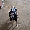 Ollie is registered to the contest to win money with this photo: dog, small_dog, pet, animal, skeleton_costume, hoodie, clothing, black_clothing, white_fur, short_hair, standing, indoor, carpet, floor, home, hallway, portrait, leash, collar, funny_costume