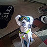 dog, pet, white_dog, goggles, sunglasses, collar, leash, tags, standing, portrait, indoors, living_room, carpet, rug, floor, furniture, door, sunlight, funny, accessories