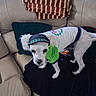 Ollie is registered to the contest to win money with this photo: dog, small_dog, white_dog, pet, animal, costume, clothing, hat, cap, green_shirt, white_jersey, sporty, couch, sofa, blanket, pillow, indoors, living_room, portrait, cute