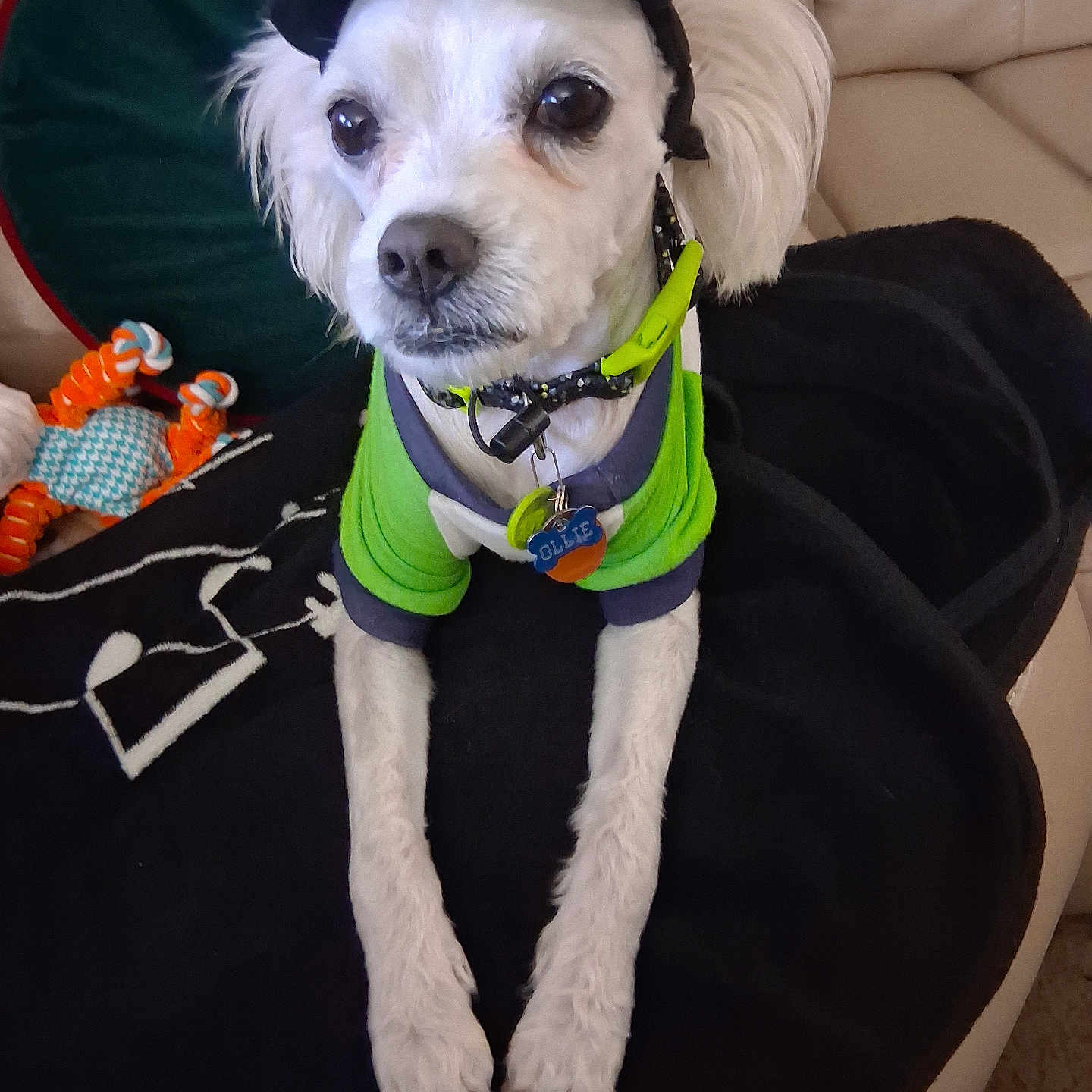 Ollie joined the competition — help win amazing prizes! dog, small_dog, white_dog, pet, animal, portrait, sitting, couch, blanket, cap, hat, clothing, green_outfit, collar, dog_tag, toy, indoor, living_room, long_legs, cute