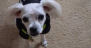 Ollie is registered to the contest to win money with this photo: dog, puppy, small_dog, white_fur, skeleton_costume, pet_clothing, costume, wide_eyes, floppy_ears, looking_up, indoor, carpet, beige_background, portrait, cute, funny, animal, collar, standing, photography