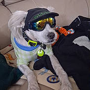 Ollie is registered to the contest to win money with this photo: dog, pet, small_dog, white_fur, sunglasses, cap, hat, clothing, costume, collar, leash, bell, plush_toy, stuffed_animal, sofa, couch, indoors, portrait, sitting, funny