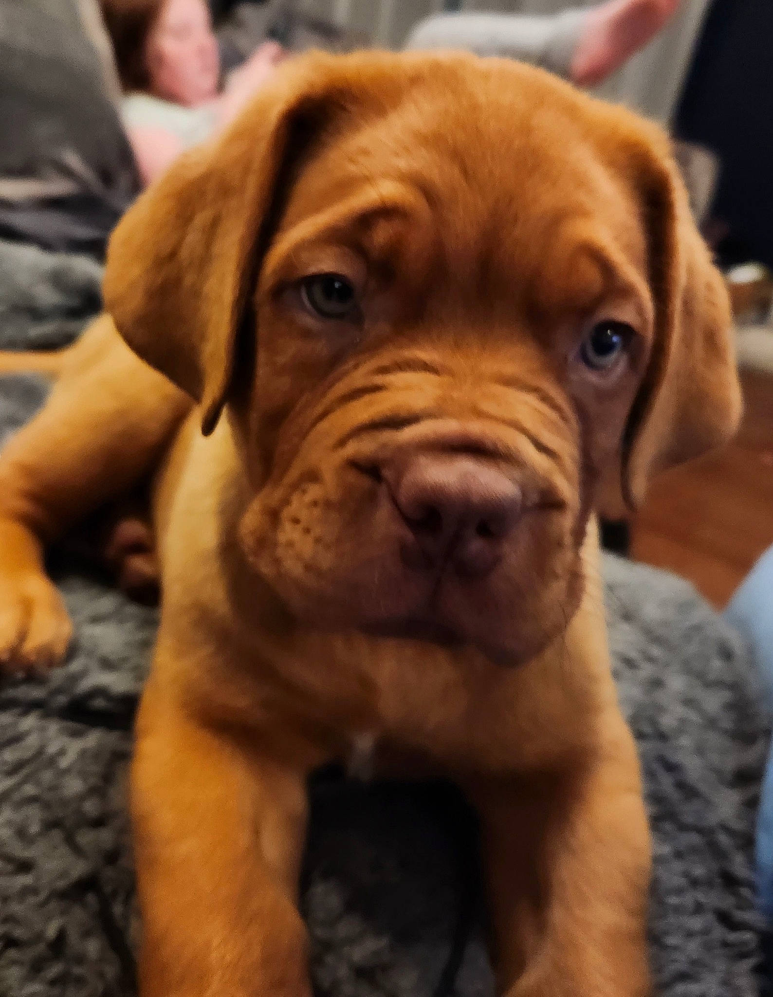 Ace is registered to the contest to win money with this photo: ancient_dog_breeds, carnivore, collar, companion_dog, dog, dog_breed, dog_collar, fawn, fur, giant_dog_breed, liver, molosser, shar_pei, sporting_group, terrestrial_animal, whiskers, wood, working_animal, working_dog, wrinkle