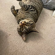 Bruce joined the competition — help win amazing prizes! cat, tabby, pet, indoor, carpet, feline, curious, lying_down, cute, whiskers, ears, fur, animal, domestic, relaxed, yellow_eyes, playful, plastic_bag, floor, home