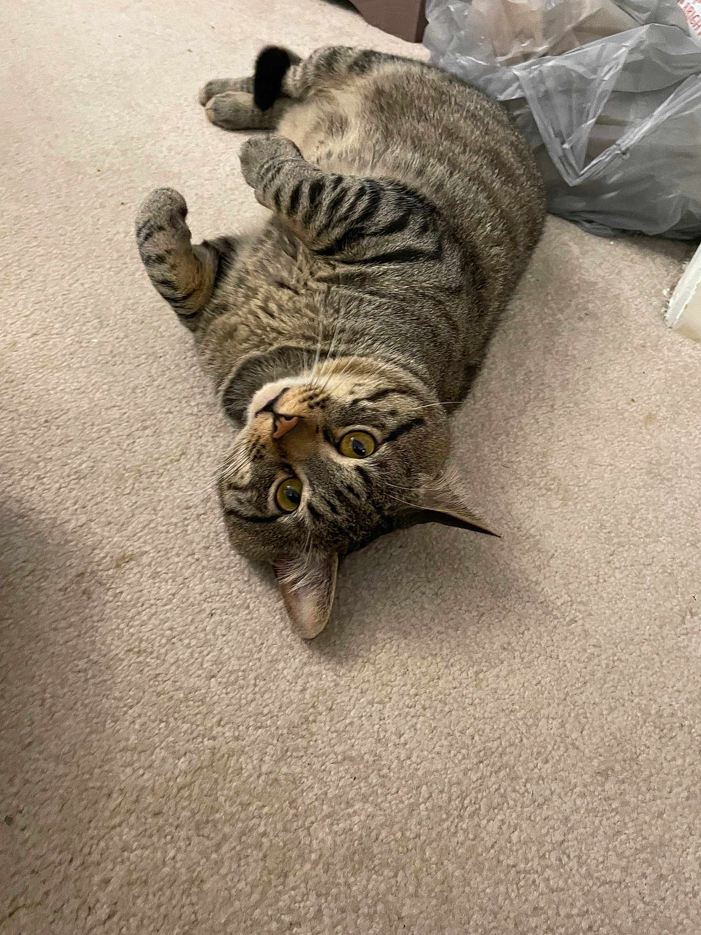 Bruce