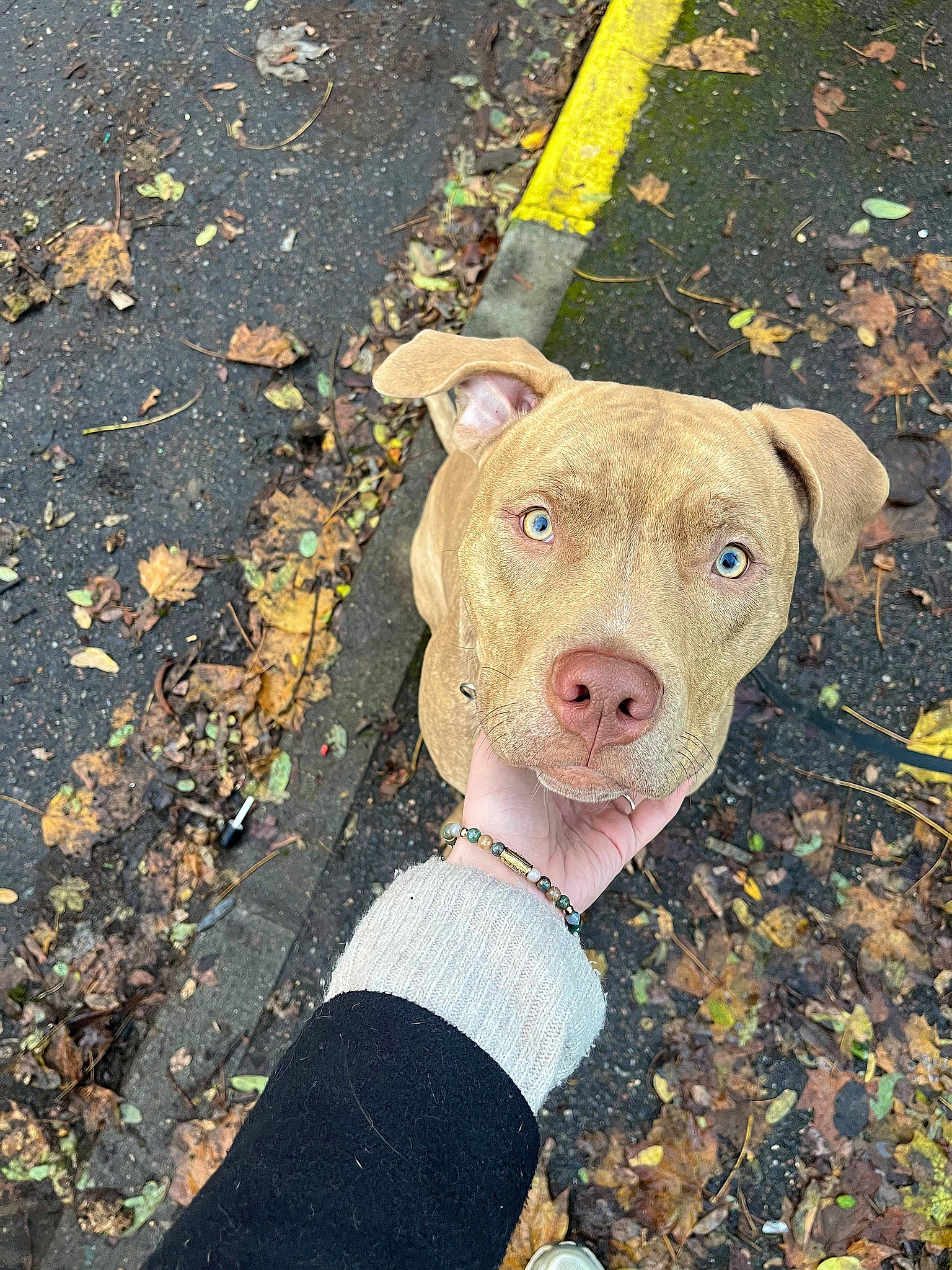 Ragnar a rejoint le concours — aidez-le/la à gagner de superbes lots ! asphalt, canidae, carnivore, companion_dog, dog, dog_breed, fawn, grass, non_sporting_group, road_surface, shadow, snout, soil, sporting_group, suidae, tar, terrestrial_animal, toy, wood, working_animal