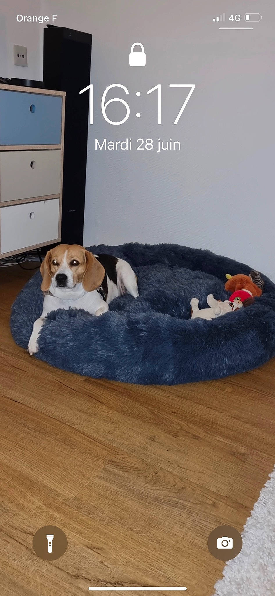 Nesty a rejoint le concours — aidez-le/la à gagner de superbes lots ! cabinetry, carnivore, chest_of_drawers, collar, comfort, companion_dog, dog, dog_bed, dog_breed, dog_supply, door, drawer, fawn, floor, flooring, hardwood, pet_supply, sporting_group, tail, wood