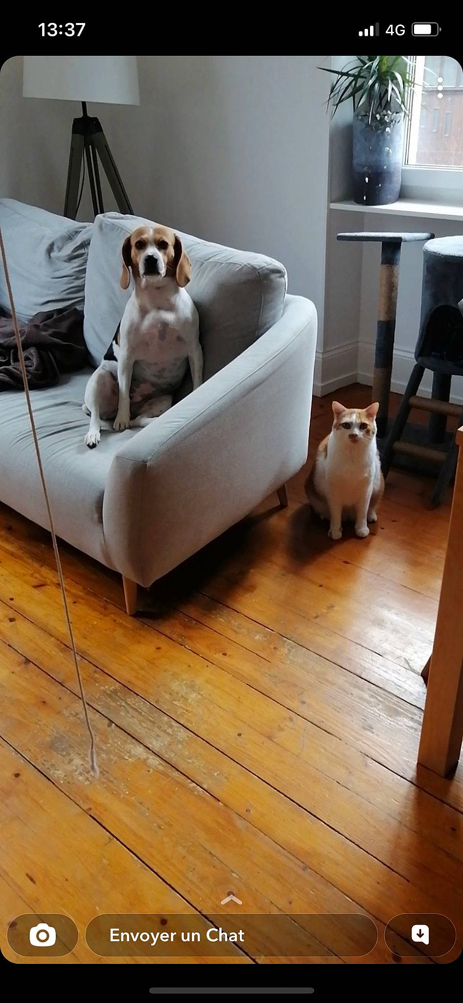 Nesty participe au concours pour gagner de l'argent avec cette photo : carnivore, cat, comfort, companion_dog, couch, dog, dog_breed, fawn, felidae, floor, flooring, hardwood, laminate_flooring, living_room, pet_supply, room, tail, wood, wood_flooring, wood_stain