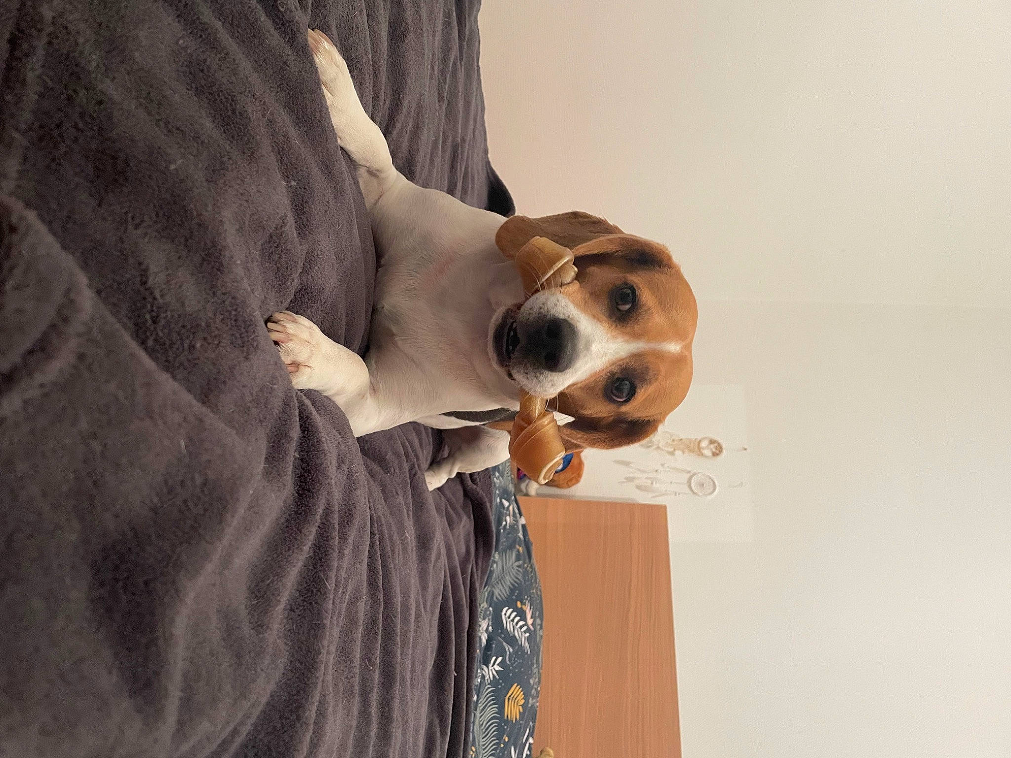 Nesty participe au concours pour gagner de l'argent avec cette photo : ball, canidae, carnivore, comfort, companion_dog, dog, dog_breed, eyewear, fawn, formal_wear, fur, scent_hound, snout, sporting_group, stuffed_toy, whiskers, wood, working_animal