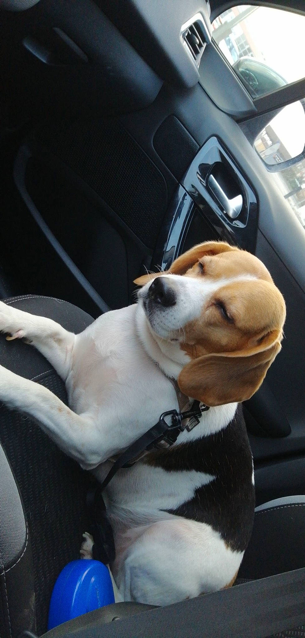 Nesty a rejoint le concours — aidez-le/la à gagner de superbes lots ! auto_part, automotive_exterior, car, car_seat, carnivore, collar, companion_dog, dog, dog_breed, dog_collar, eyewear, fawn, leash, motor_vehicle, snout, sporting_group, vehicle, vehicle_door, whiskers, working_animal