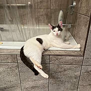 Spot joined the competition — help win amazing prizes! animal, bathroom, bathtub, black_spot, cat, curtain, ears, expression, fur, indoor, paw, pet, pink_nose, relaxed, resting, soap, tail, tile_floor, tile_wall, white_cat