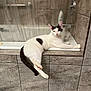 animal, bathroom, bathtub, black_spot, cat, curtain, ears, expression, fur, indoor, paw, pet, pink_nose, relaxed, resting, soap, tail, tile_floor, tile_wall, white_cat