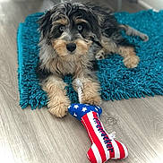 Duffy Bear joined the competition — help win amazing prizes! animal, blue_eyes, bone_toy, closeup, colorful, cute, dog, domestic_animal, floor, fluffy_fur, fur, indoor, lying_down, pet, playful, puppy, rug, teal_rug, toy, wood_floor