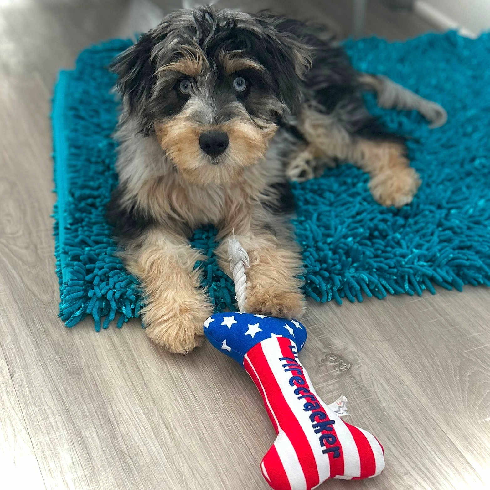 Duffy Bear joined the competition — help win amazing prizes! animal, blue_eyes, bone_toy, closeup, colorful, cute, dog, domestic_animal, floor, fluffy_fur, fur, indoor, lying_down, pet, playful, puppy, rug, teal_rug, toy, wood_floor