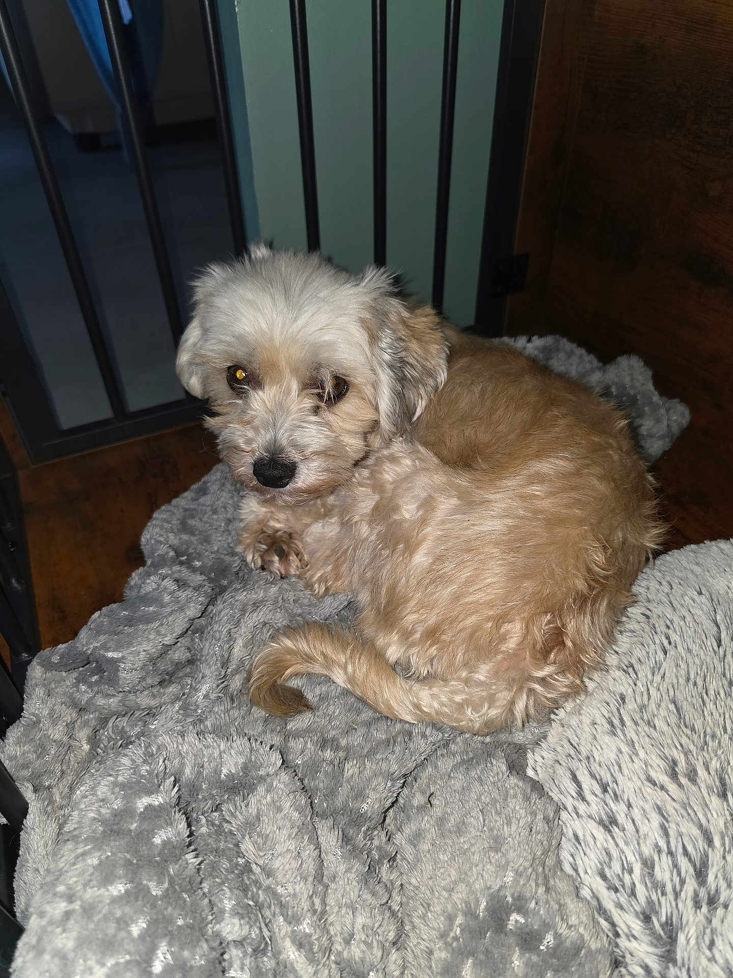 Rania a rejoint le concours — aidez-le/la à gagner de superbes lots ! animal, blanket, cozy, curled_up, curly_fur, cute, dog, fur, gray_blanket, home, indoor, looking, lying_down, paw, pet, resting, shy, small_dog, tail, wood_floor