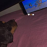 Arrow a rejoint le concours — aidez-le/la à gagner de superbes lots ! dog, paw, bed, phone, cracked_screen, animation, cartoon, indoor, purple_bedspread, pet, watching, relaxed, closeup, sleepy, cozy, screen, technology, animal, companion, resting