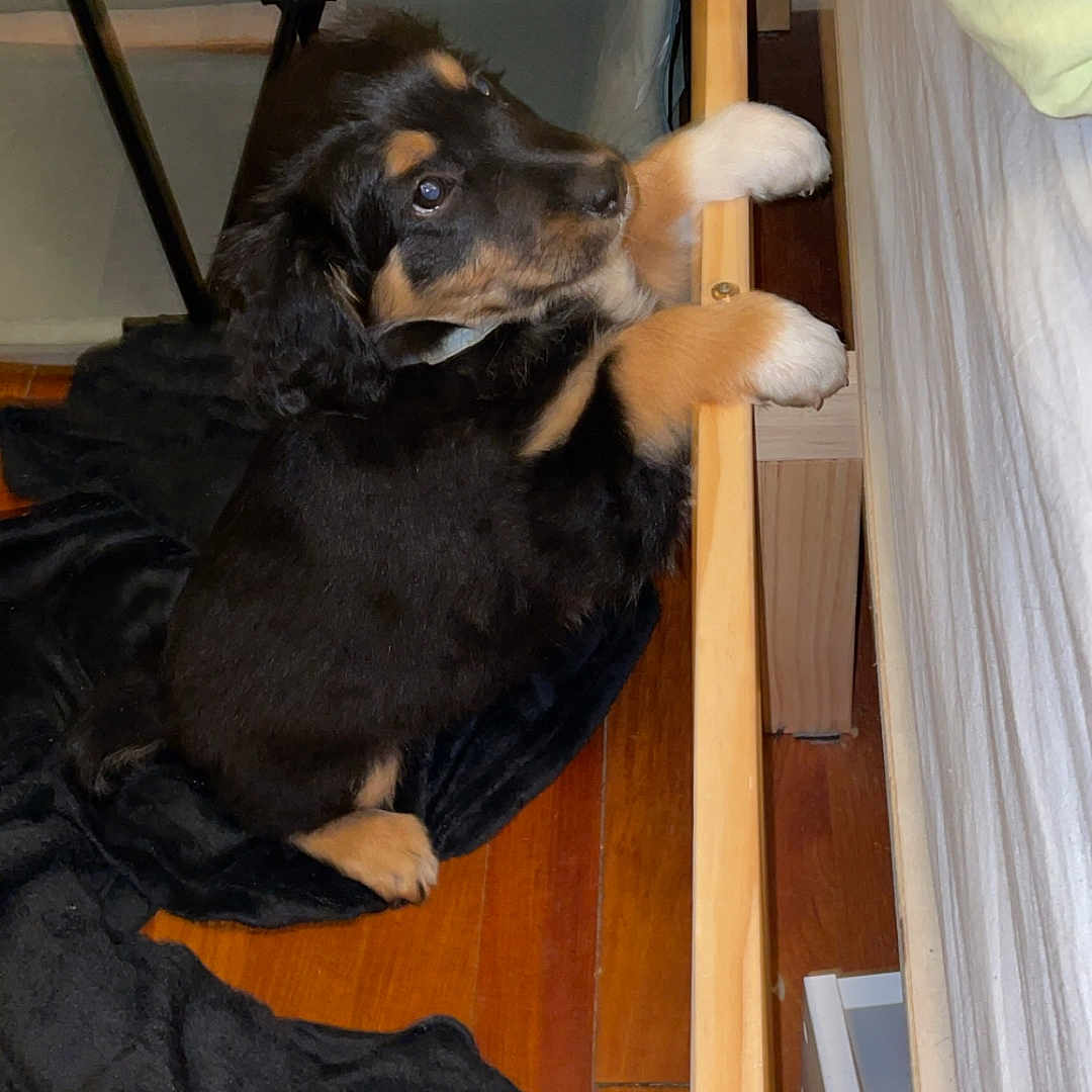 Arrow a rejoint le concours — aidez-le/la à gagner de superbes lots ! adorable, animal, bed_frame, black_and_tan, blanket, cozy, curious, cute, dog, floor, fur, furniture, home, indoor, looking_up, paws, pet, puppy, wooden_floor, young_dog
