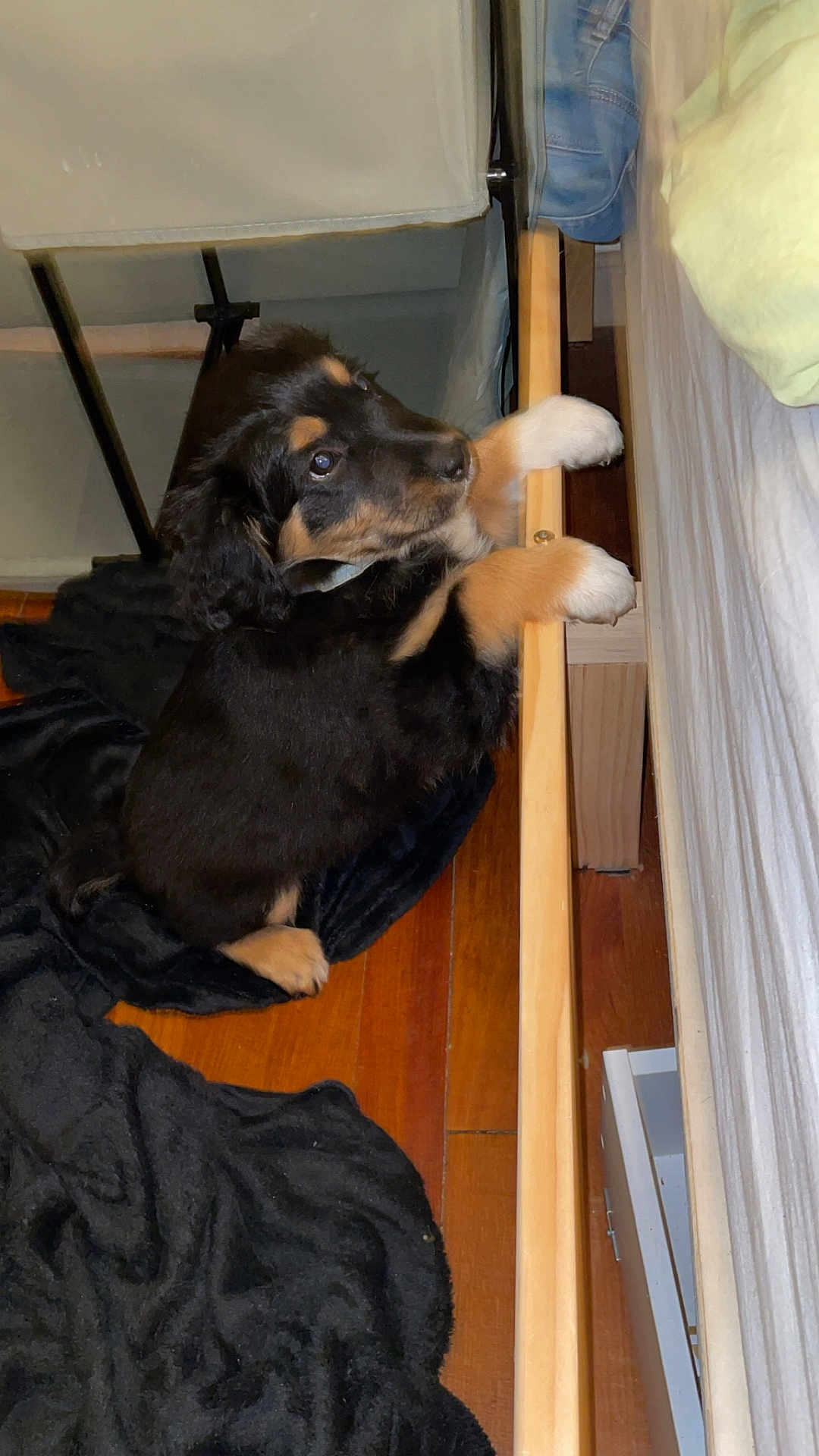 Arrow a rejoint le concours — aidez-le/la à gagner de superbes lots ! puppy, dog, black_and_tan, wooden_floor, blanket, bed_frame, indoor, pet, cute, fur, animal, young_dog, looking_up, paws, floor, furniture, home, cozy, adorable, curious