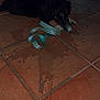Arrow participe au concours pour gagner de l'argent avec cette photo : puppy, dog, leash, floor, tile, person, sneakers, footwear, shadow, indoor, playful, chewing, striped, green, white, casual, crouching, pet, animal, domestic