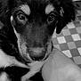 animal, arm, black_and_white, checkered, close_up, companion, cute, dog, eyes, face, floor, fur, indoor, nose, person, pet, portrait, puppy, whiskers, young