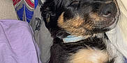 Arrow participe au concours pour gagner de l'argent avec cette photo : animal, bed, black, blanket, brown, closeup, collar, cozy, cute, dog, fur, indoors, pet, puppy, relaxing, resting, sleeping, soft, white, young
