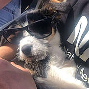 Oreo a rejoint le concours — aidez-le/la à gagner de superbes lots ! auto_part, canidae, carnivore, comfort, companion_dog, dog, dog_breed, eyewear, foot, fur, human_leg, paw, snout, sporting_group, thigh, toy_dog, whiskers, window, working_animal, wrist