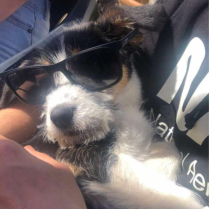 Oreo