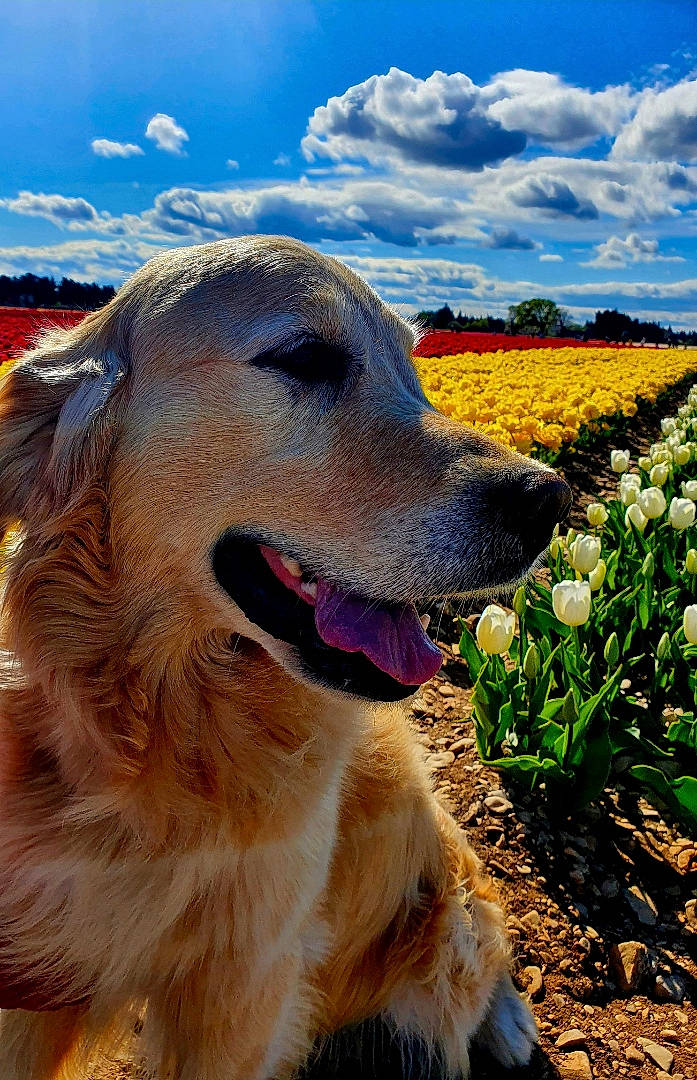 Matcha participe au concours pour gagner de l'argent avec cette photo : carnivore, cloud, companion_dog, cumulus, dog, dog_breed, fawn, flower, grass, happy, herbaceous_plant, landscape, natural_landscape, people_in_nature, plant, prairie, sky, snout, sporting_group, working_dog