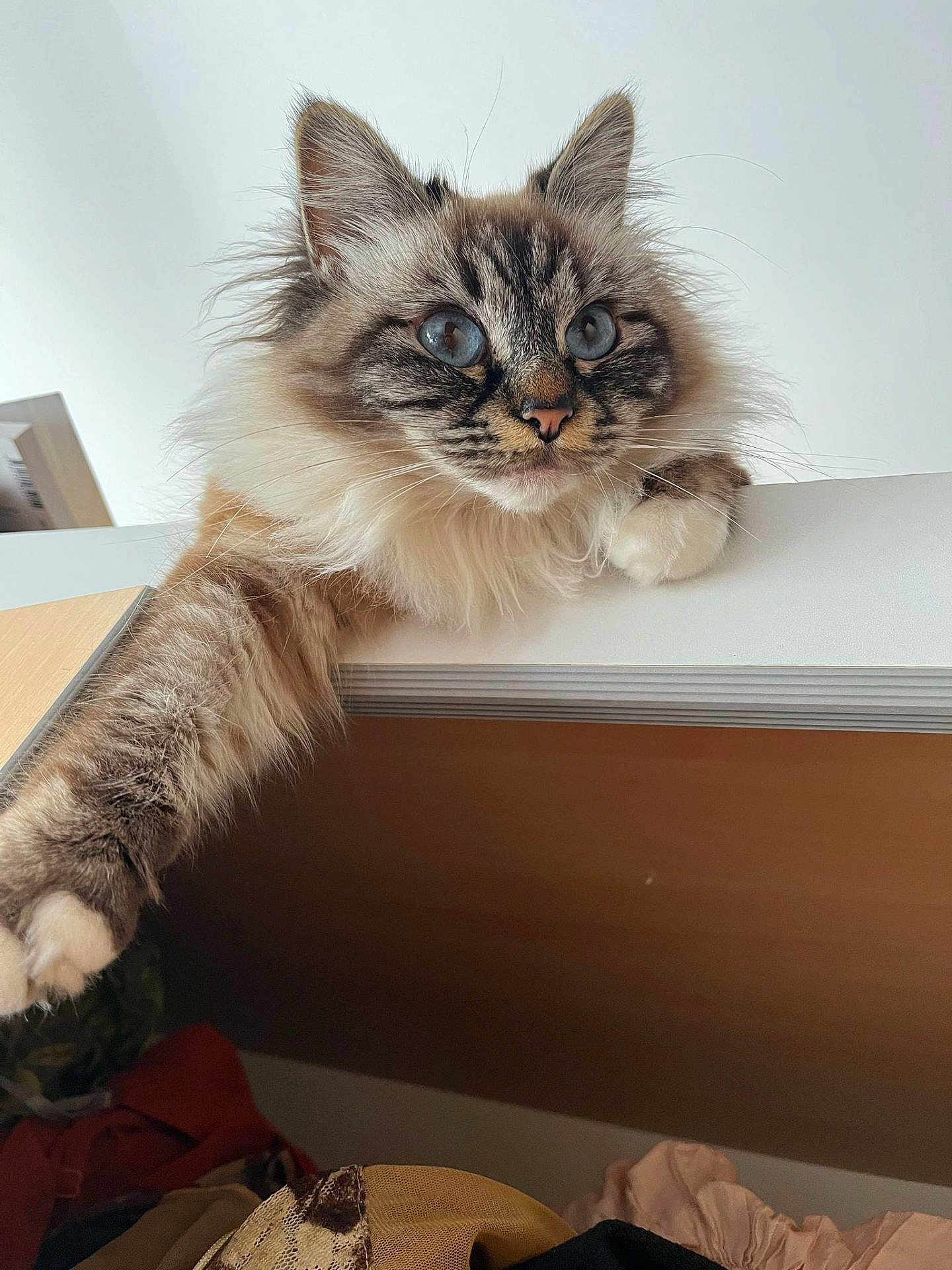 Gaïa
