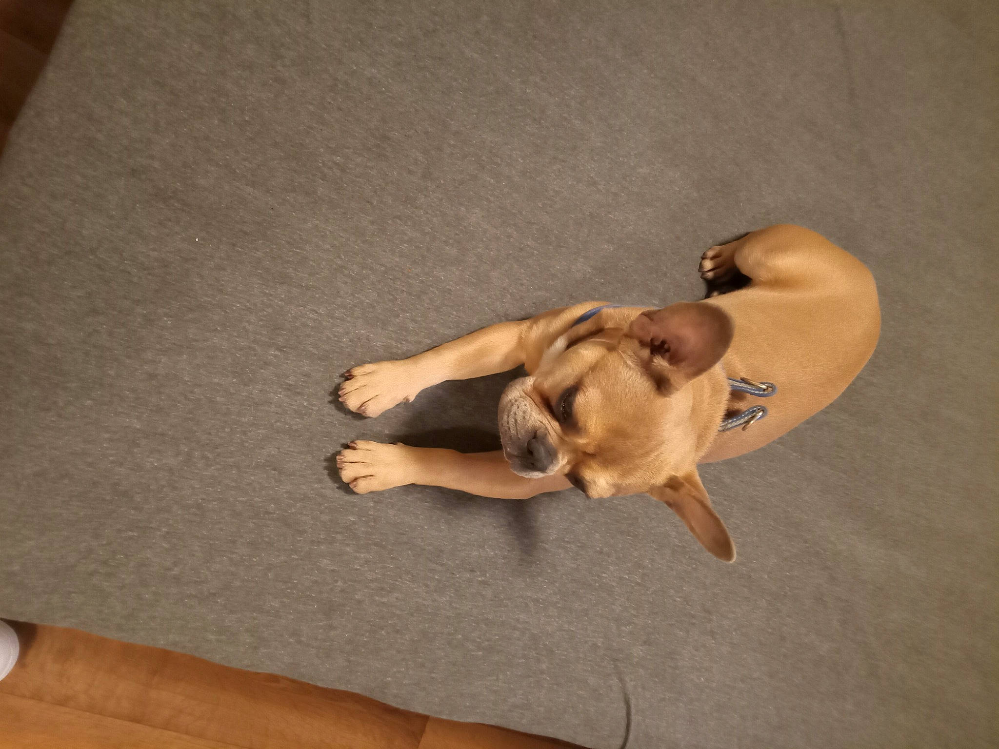 Daisy is registered to the contest to win money with this photo: art, barefoot, canidae, comfort, companion_dog, dog_breed, elbow, fawn, flooring, foot, hardwood, human_leg, knee, paw, sporting_group, tail, thigh, trunk, wing, wood