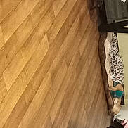 Daisy is registered to the contest to win money with this photo: beige, brown, ceiling, floor, flooring, hardwood, laminate_flooring, lumber, pattern, peach, plank, plywood, room, shade, shadow, tints_and_shades, varnish, wood, wood_flooring, wood_stain