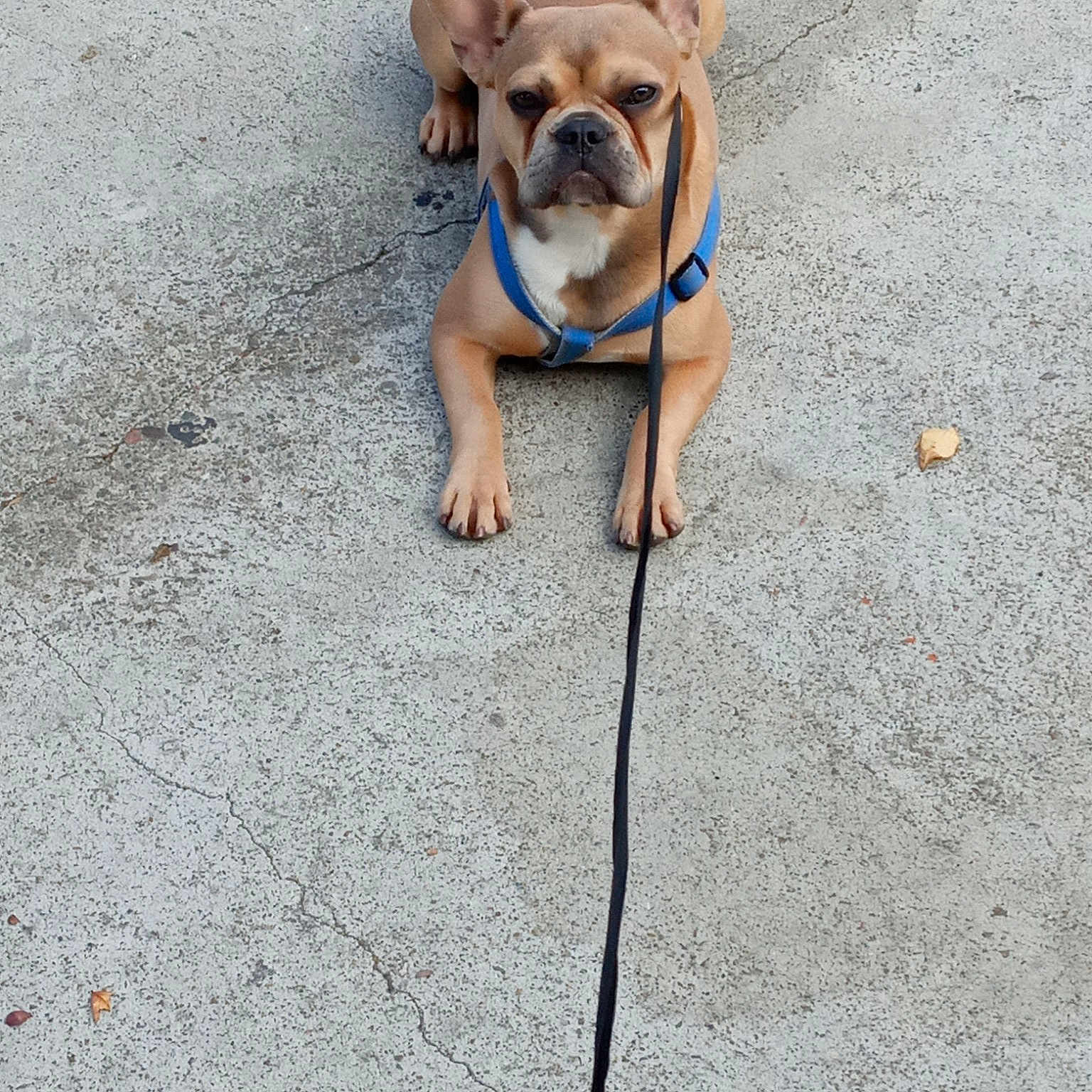 Daisy